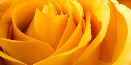 Details of the yellow roseの写真素材