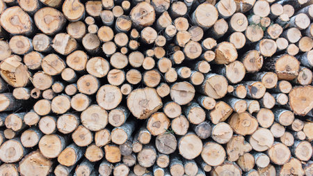 Heartwood and marks of chainsaw in the wood
