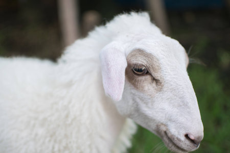 The sheep with little smileの写真素材