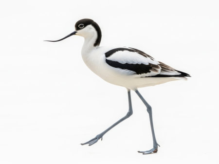This image features a pied avocet bird standing on one leg. The bird has a distinctive black and white plumage with a long, upturned bill. It is isolated against a clean, white background, making it the focal point of the image. The bird's elegant posture and unique features are clearly visible.の素材