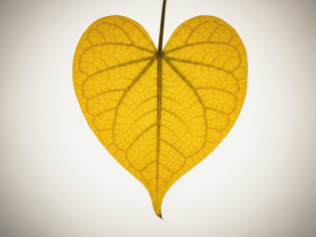 This image features a single, vibrant yellow leaf with a heart shape, prominently displayed against a clean white background. The leaf exhibits distinct veining patterns, adding to its natural beauty. The image is well-lit, highlighting the leaf's texture and color, making it stand out clearly. Ideal for nature-themed designs and visual projects.の素材