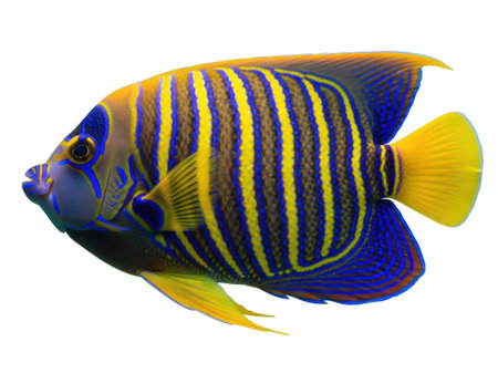 This image features a vibrant tropical fish with striking blue, yellow, and black stripes. The fish is isolated against a clean white background, making it the focal point of the image. The detailed stripes and bright colors of the fish stand out prominently, creating a visually appealing contrast with the white backdrop. This image is perfect for use in marine life, aquarium, or tropical fish-related contexts.の素材