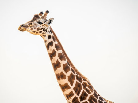 This image features a close-up profile of a giraffe isolated on a white background. The giraffe's distinctive patterned coat and long neck are clearly visible against the plain white backdrop, making it a striking and SEO-friendly image.の素材