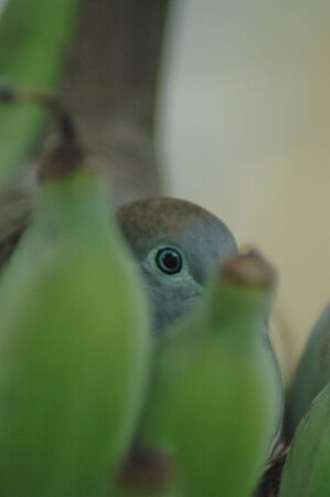 Eye of the birdの写真素材
