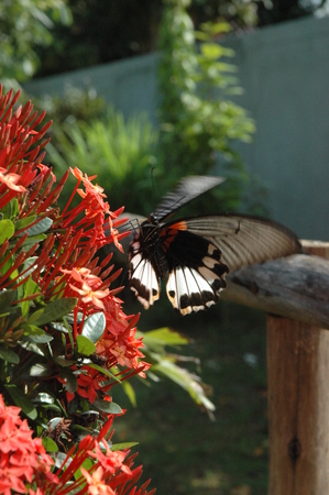 Papilio romulus polytesの写真素材