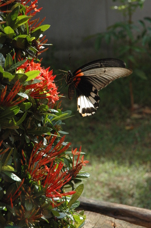 Papilio romulus polytesの写真素材