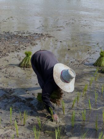rice planterの写真素材