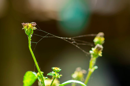 Spider web on buds of dahlia flower.の写真素材