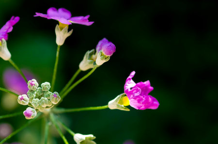 Buds and petals of purple lavender flower.の写真素材