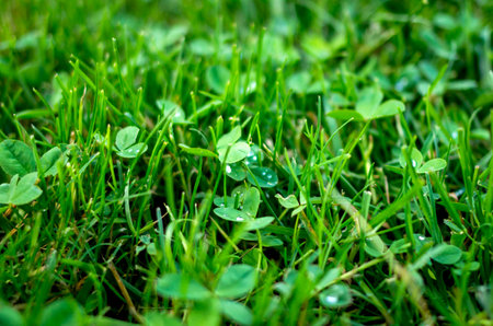 Drops of water on grass and clovers in the morning.の写真素材
