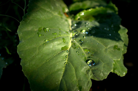 Drips of water on leaf of plant.