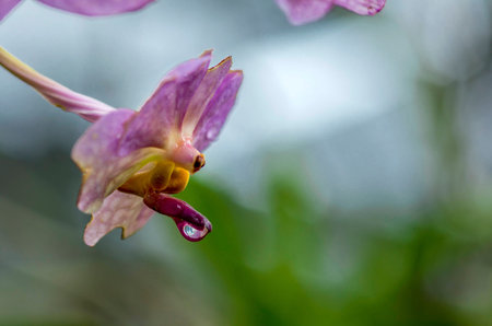 Purple orchidの写真素材