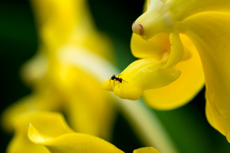 Ant on flowerの写真素材