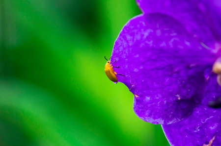 Insect on flower
