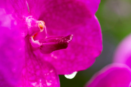 Water on flower