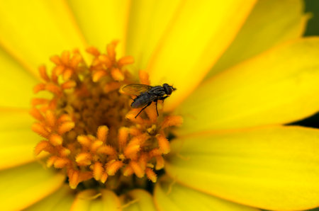 Fly on yellow flowerの写真素材
