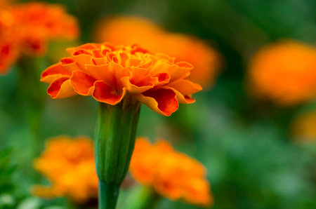 Orange flowerの写真素材