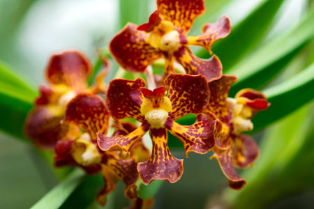 Colorful flower