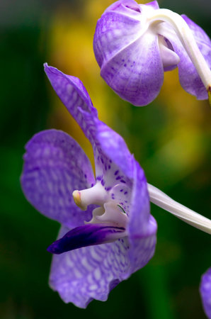 Blue flower