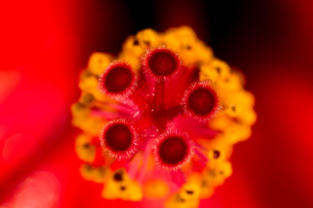 Stamen of flowerの写真素材