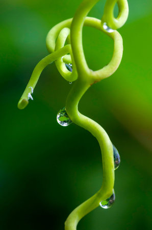Tendril of grapeの写真素材