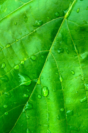 Wet leaf