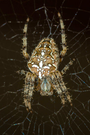 Spider on web