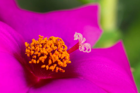 Pink flower