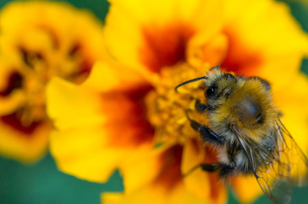 Bee on yellow flower