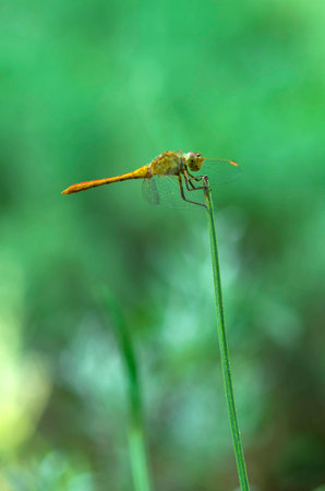 Dragonfly on grassの写真素材
