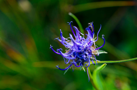 Blue mountain flower