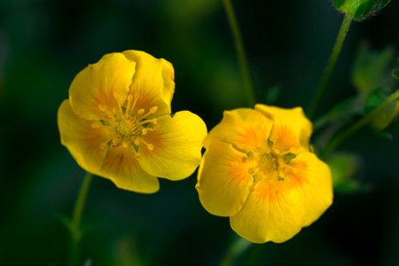 Yellow alpine flower