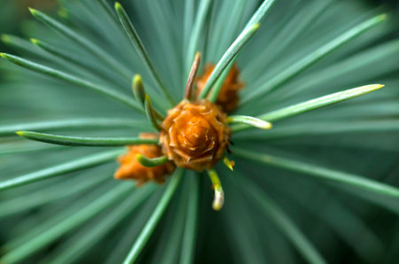 Branch of treeの写真素材