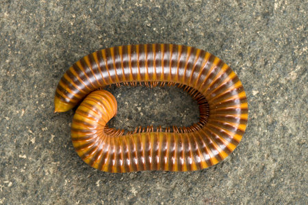 Caterpillarの写真素材