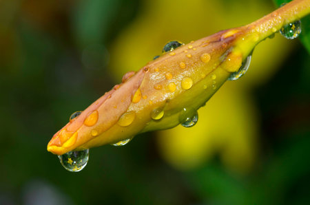 Sprout of flowerの写真素材