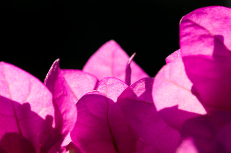 Pink flowersの写真素材