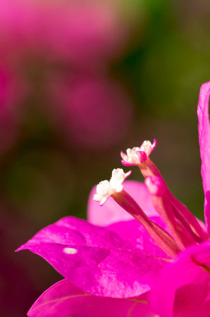 Stigma of flowerの写真素材