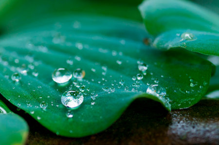 Dew on leafの写真素材