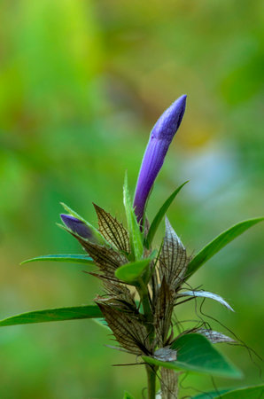 Bud of ble flowerの写真素材