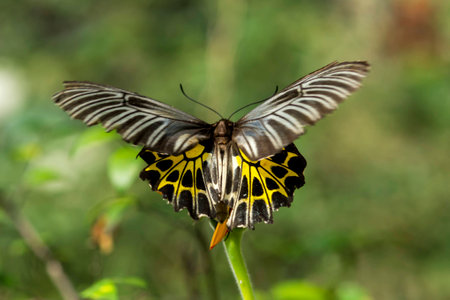 Butterfly on flowerの写真素材