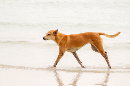 Dog trotting on the seaの写真素材