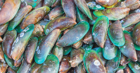 Asian green mussel was displayed and sale in Thailand street market