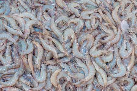 Fresh shrimpの写真素材