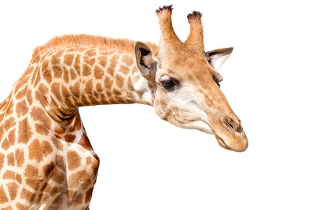 giraffeの写真素材