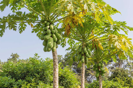 papaya