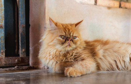 Persian catsの写真素材