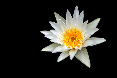 Lotus on black backgroundの写真素材