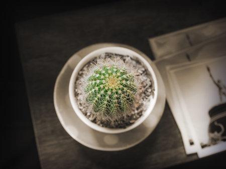 Cactus in a pot in a dark atmosphere, the concept of isolation, discrimination