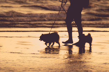 Silhouette, a man driving two dogs, walking on the beach in the evening, a concept of the holiday, relaxation, restingの写真素材