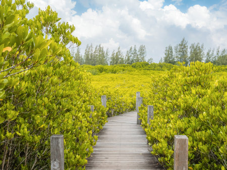Close up of a wooden bridge of Ceriops Tagal with golden ceramics Tagus background in a mangrove forest located at Prasae, Rayong, Thailand.の写真素材